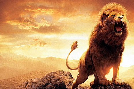  Cats, Lion, Animal, Roar, HD wallpaper HD wallpaper