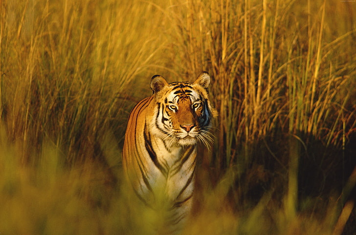 tiger, hunter, Bengal Tiger, National Geographic, predator, HD wallpaper
