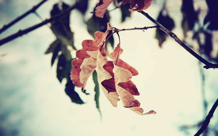 brązowy liść, liść, gałąź, brązowy, suszony, jesień, Tapety HD
