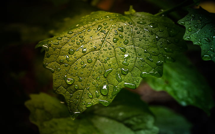 Green leaf with water droplets-full HD Wallpapers-2880×1800 |  Wallpaperbetter