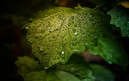 Zielony liść z kroplami wody-full HD Wallpapers-2880 × 1800, Tapety HD HD wallpaper