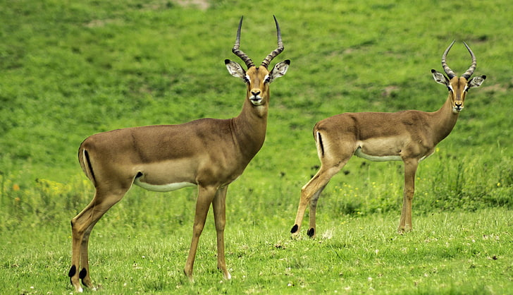 animals, antelope, close up, deers, field, gazelle, grass, grassland, herbivore, horns, impala, mammal, nature, outdoors, wild, wild animal, wildlife, HD wallpaper