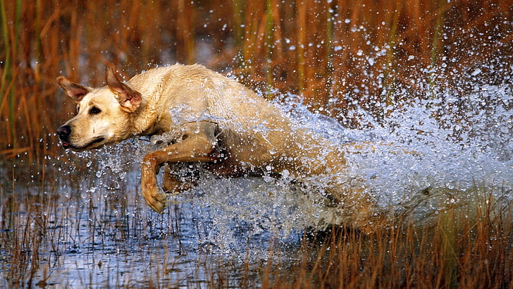 adult yellow Labrador retriever, dog, labrador, jump, water, grass, hunting, HD wallpaper