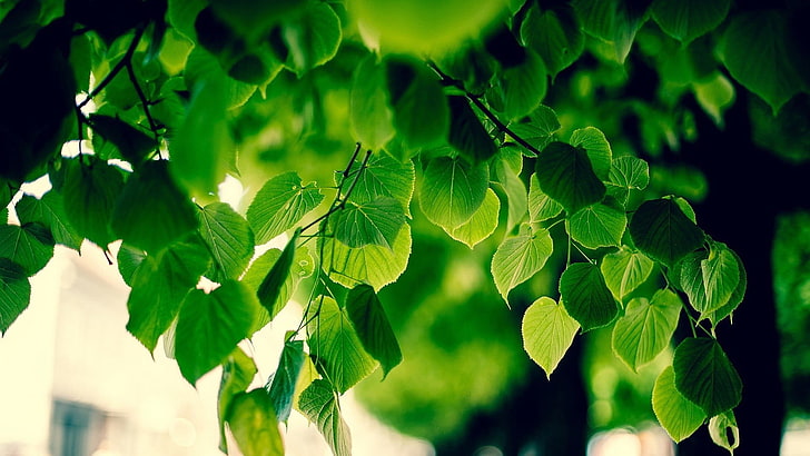 zielona roślina liściasta, liście, makro, niewyraźne, bokeh, światło słoneczne, zieleń, natura, gałąź, drzewa, Tapety HD