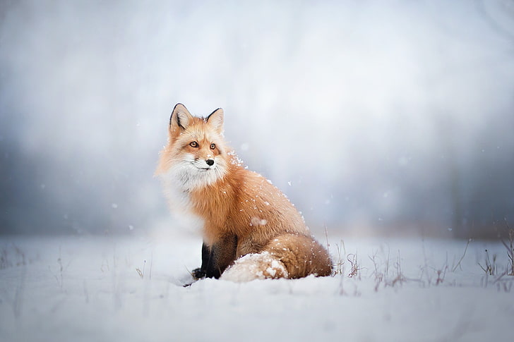 brązowy i biały pręgowany kot, lis, zwierzęta, śnieg, Tapety HD