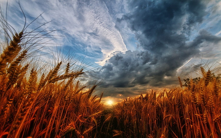 природа, пейзаж, пшеница, залез, небе, облаци, поле, HD тапет