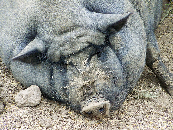 black pig, pig, fat, sleep, HD wallpaper