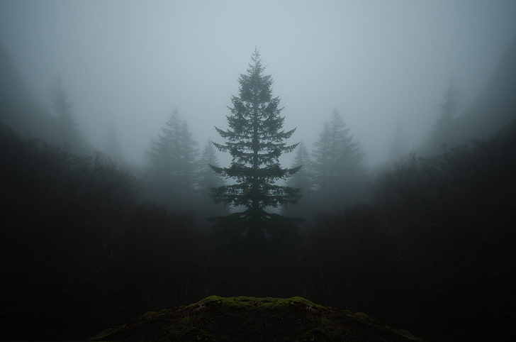 simetría, árboles, paisaje, niebla, naturaleza, Fondo de pantalla HD