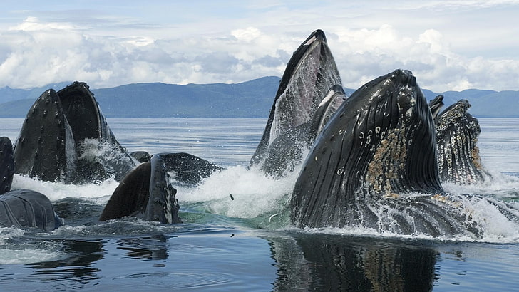 alaska, feeding, groups, whales, HD wallpaper