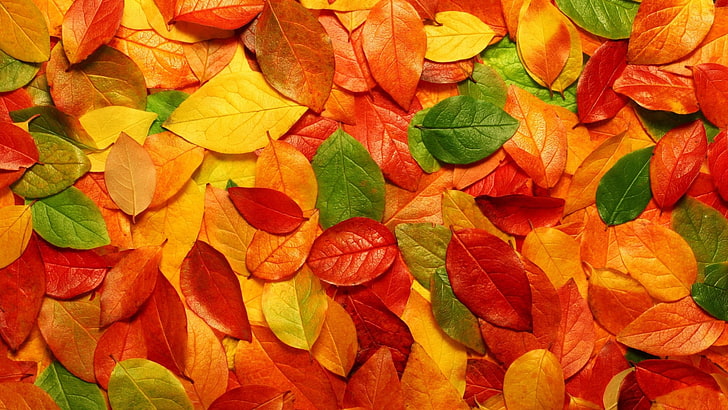 изсушени кафяви листа, оранжеви, червени и зелени листа, листа, есен, природа, HD тапет