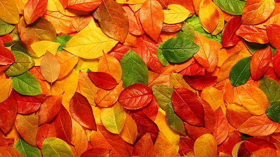 乾燥した茶色の葉、オレンジ、赤、緑の葉、葉、秋、自然、 HDデスクトップの壁紙 HD wallpaper