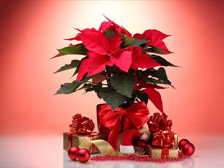 Holiday, Christmas, Bauble, Decoration, Flower, Gift, Plant, Poinsettia, Red, HD wallpaper