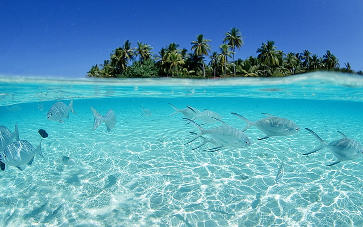  Océano playa peces paisajes marinos  0x1  Animales Peces HD Art, playa, Fondo de pantalla HD