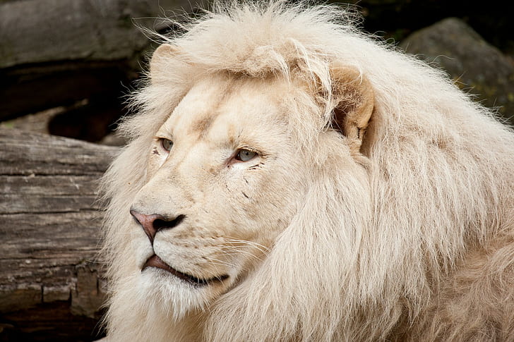 Crinière lion sauvage, lion blanc, chat, museau, crinière, Fond d'écran HD