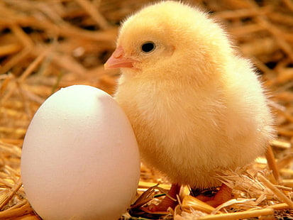 ovos pássaros galinhas pintinhos de galinha pássaros do bebê 1024x768 Animais Aves HD Art, PÁSSAROS, ovos, HD papel de parede HD wallpaper