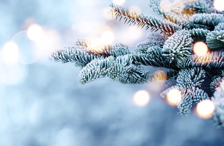 invierno, nieve, ramas, árbol, escarcha, bokeh, abeto, Fondo de pantalla HD