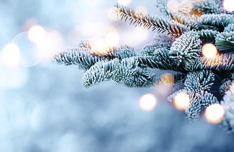 зима, снег, ветки, дерево, мороз, боке, ель, HD обои HD wallpaper