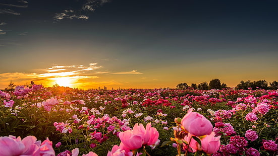 pink petaled flower, landscape, field, flowers, nature, sunlight, HD wallpaper HD wallpaper