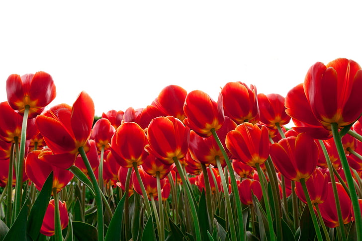 orange tulip flower field, Tulips, Red flowers, HD, 4K, HD wallpaper