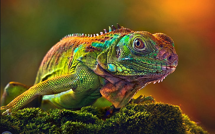 Camaleón rojo y multicolor, camaleón, foco, lagarto, color, Fondo de  pantalla HD | Wallpaperbetter