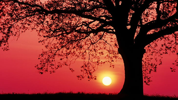 zachód słońca, drzewa, trawa, czerwone niebo, Tapety HD