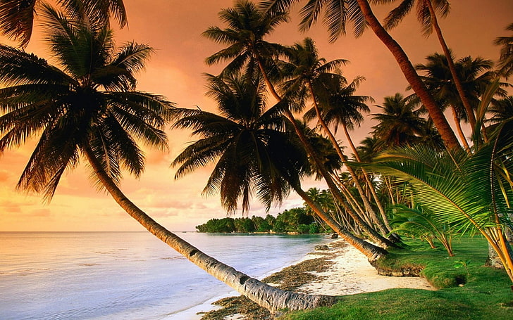 gröna kokospalmer, natur, solnedgång, tropiska, palmer, HD tapet