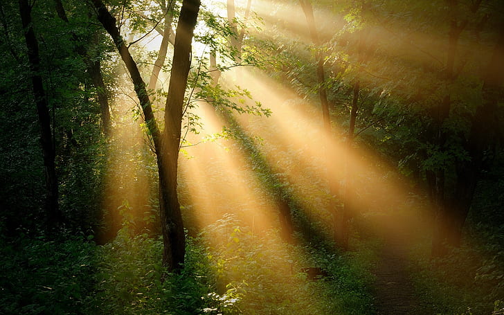 森の木、太陽光線、自然の風景、森、木、太陽、光線、自然、風景、 HDデスクトップの壁紙