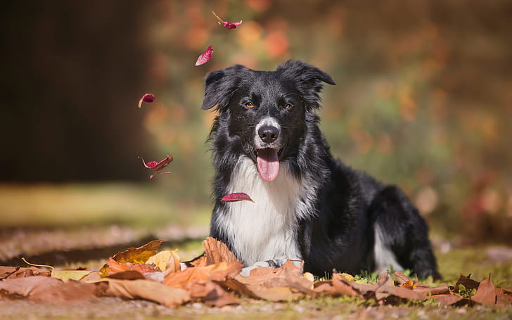 dog, animals, leaves, Border Collie, HD wallpaper