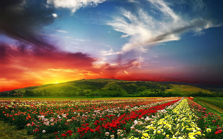assorted-color petaled flowers, sunset, field, flowers, landscape, HD wallpaper