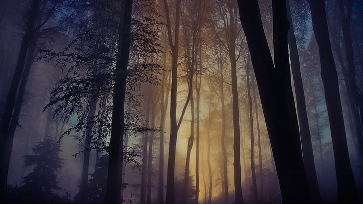forest with fog and yellow sunlight, landscape, trees, mist, HD wallpaper