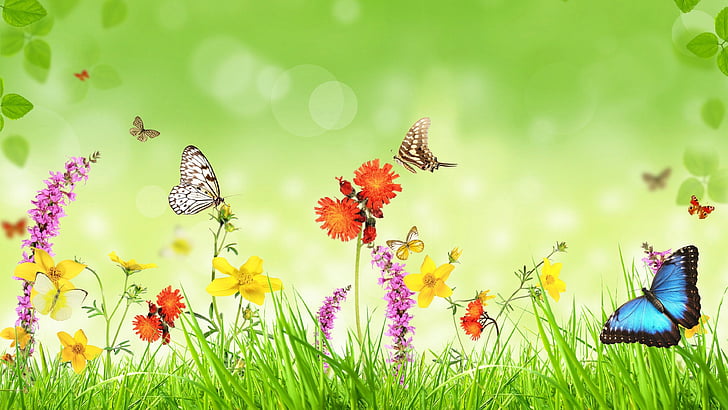 Butterfly, flower, meadow, grass, invertebrate, wildflower, grassland,  spring, HD wallpaper | Wallpaperbetter