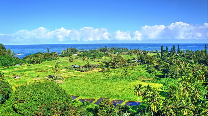 beach, Hawaii, Isle of Maui, Maui, Palm Trees, Tropical Forest, Tropical water, waterfall, HD wallpaper