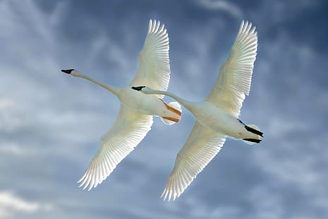  the sky, birds, wings, flight, a couple, swans, HD wallpaper HD wallpaper