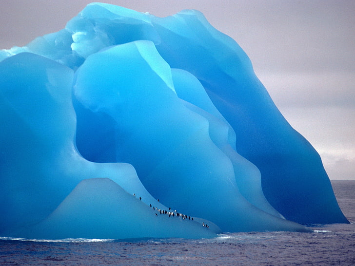 flock of penguins, iceberg, ice, nature, animals, cyan, blue, penguins, HD wallpaper