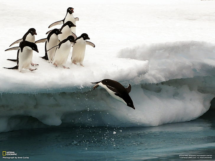 National Geographic, птицы, лёд, пингвины, HD обои