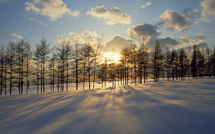 Zmierzch Śnieg, rzędy, zachód słońca, drzewa, przełom, cień, zmierzch, zima, chmury, 3d i abstrakcyjne, Tapety HD