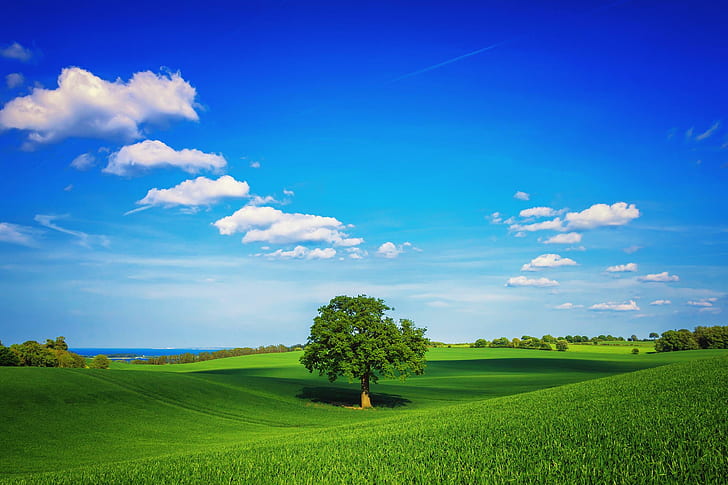 träd, fält, vanlig, grön, himmel, ensam, dag, sommar, träd, fält, enkel, grön, ensam, sommar, HD tapet