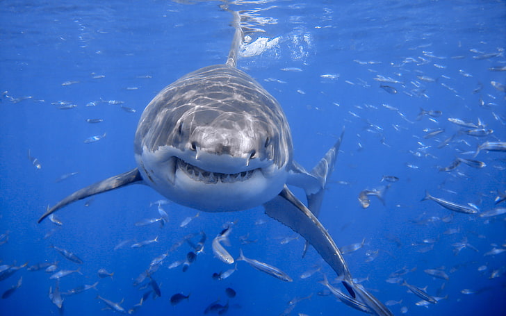 그레이트 화이트 샤 크, 바다, 자연, 상어, HD 배경 화면