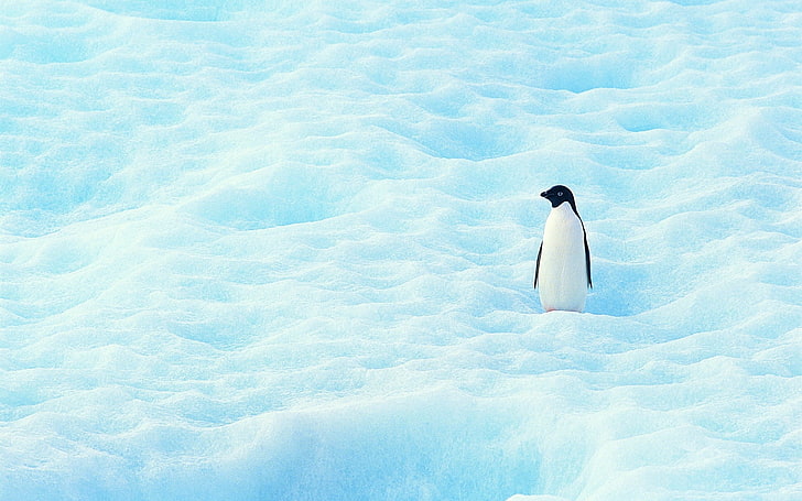 أنتاركتيكا ملك البطاريق الحيوان HD خلفيات 18، خلفية HD