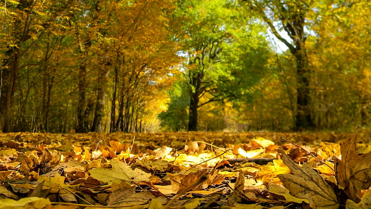 löv, höstlöv, höst, skog, lövfällande, gula löv, HD tapet