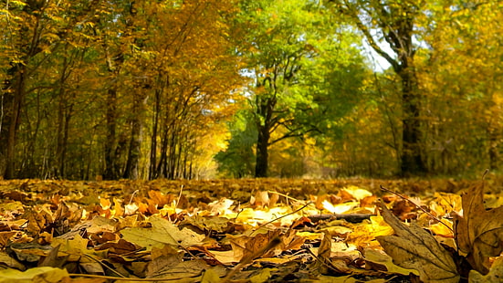 liście, jesienne liście, jesień, las, liściaste, żółte liście, Tapety HD HD wallpaper