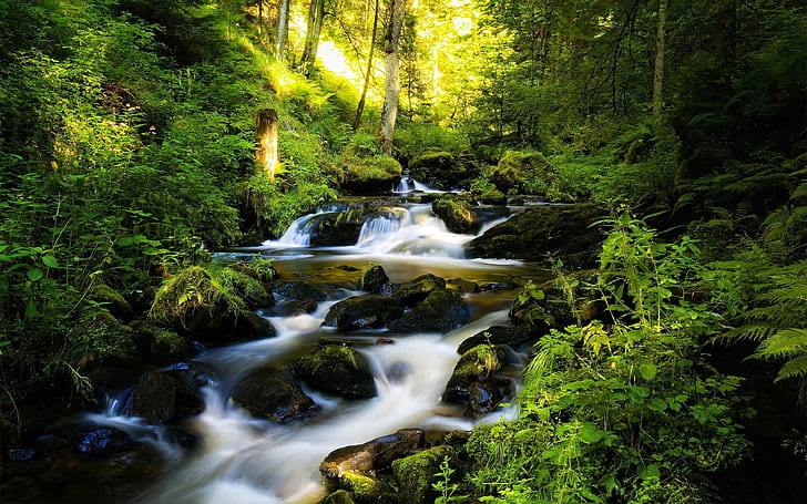 Hutan pegunungan hitam di Jerman aliran sungai batu air dengan hijau lumut, Hutan pinus hijau vegetasi lanskap Wallpaper Hd 3840 × 2400, Wallpaper HD