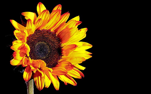 Sonnenblumenfotografie, schwarzer Hintergrund, Sonnenblume, Fotografie, Schwarz, Hintergrund, HD-Hintergrundbild HD wallpaper