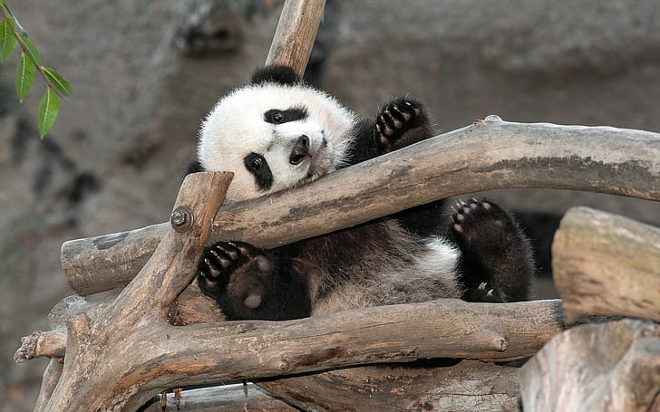 Panda di Kebun Binatang, panda, beruang, san diego, kebun binatang, Wallpaper HD