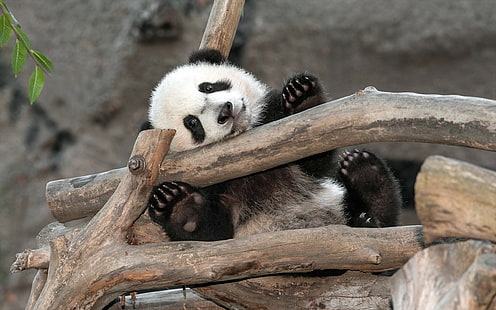 Panda w zoo, panda, niedźwiedź, san diego, zoo, Tapety HD HD wallpaper