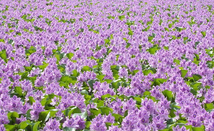 flores púrpuras y hojas verdes, flores, hojas púrpuras, muchas, Fondo de pantalla HD