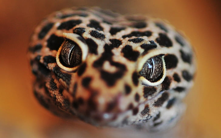 Gecko Lizard Makro HD, hewan, makro, kadal, tokek, Wallpaper HD