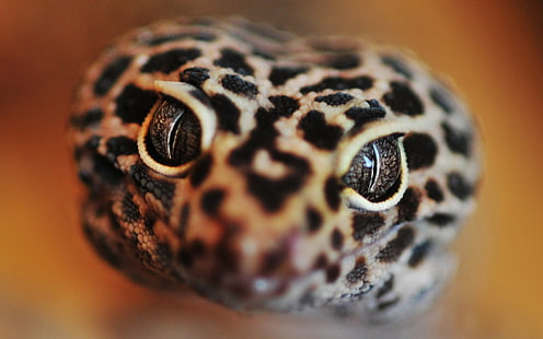 Gecko Lizard Macro HD ، حيوانات ، ماكرو ، سحلية ، أبو بريص، خلفية HD HD wallpaper