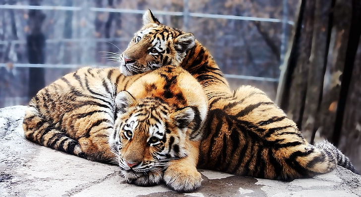 two bengal tigers, cubs, tigers, couple, down, rocks, predators, HD wallpaper