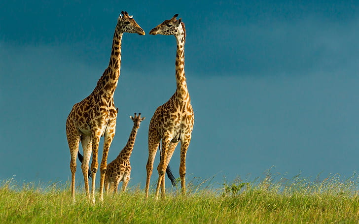 Giraffen, wild lebende Tiere, Himmel, Gras, Giraffen, wild lebende Tiere, Himmel, Gras, HD-Hintergrundbild